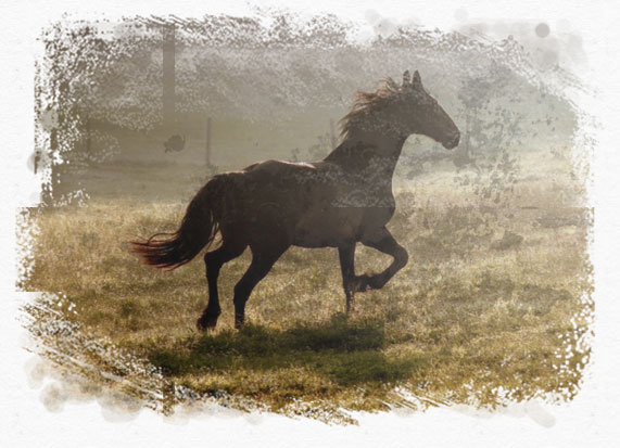 home_horse_pic3